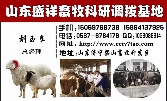 【现在活羊多少钱一斤】价格,厂家,羊-搜了网